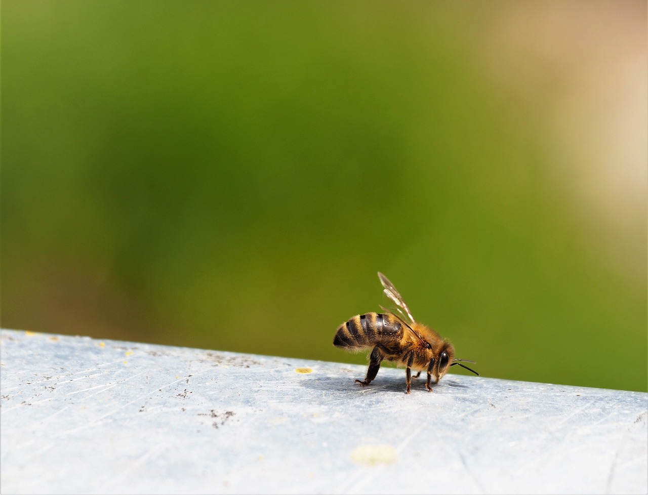The Importance of Beekeeping in Eco-Friendly Gardens